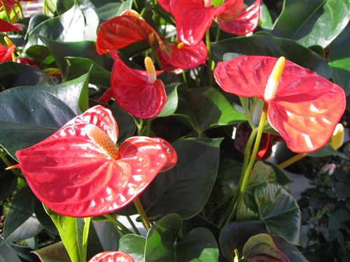 Anthurium 1 