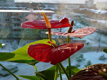 Anthurium in water 