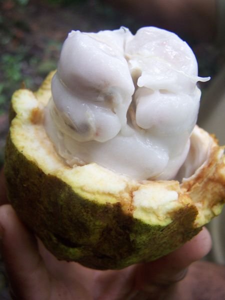 Cocoa Pod 