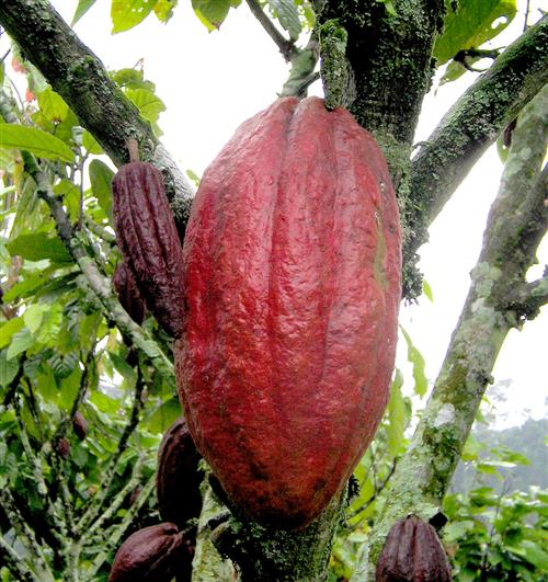 Cocoa on tree 